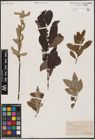 Foto von Salix aurita L. x Salix cinerea L.